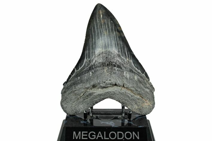 Huge Fossil Megalodon Tooth - South Carolina #328763